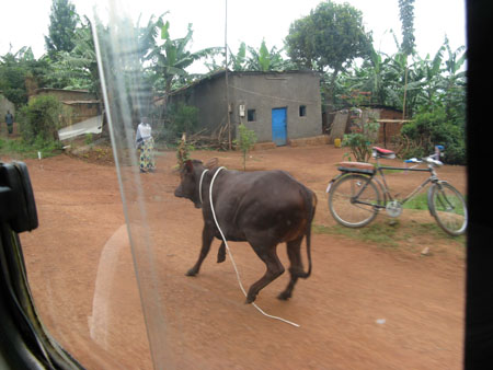 ZV